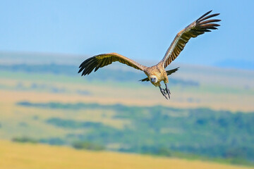 white tailed eagle flying