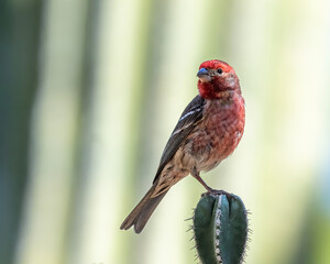 Cactus perched House Finch