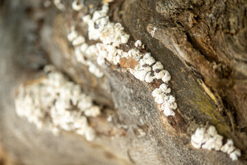 Invading flour lice and other insects on a tree in close-up