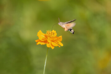 butterfly on flower