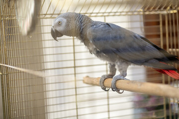 parrot in cage