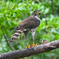 red tailed hawk perched