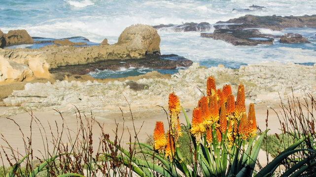 Yellow and Orange Aloe flowers, with ocean breaking on the rocks in the background, Eastern Cape, South Africa