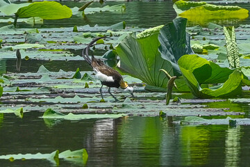 water lilies in the pond