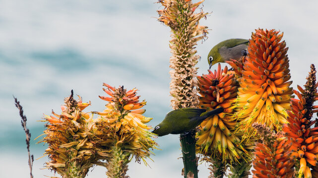Small birds feeding on Aloe flowers, Eastern Cape, South Africa