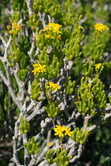 Obraz premium Succulent Plant with Yellow Flowers