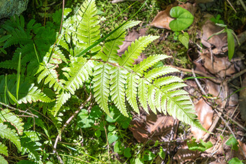 夏の森に生える明るい緑色のシダ植物