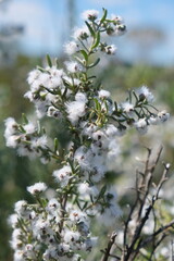 Close-up of Flowering Plant with White Blossoms