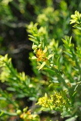 Obraz premium Close-up of Wildflowers in Bloom