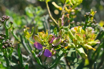 Vibrant Wildflowers in West Coast National Park