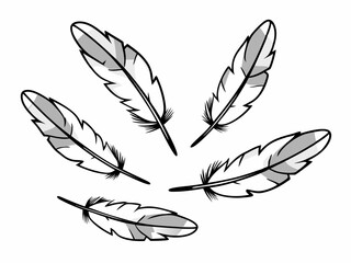 Creative Grouped Feathers With Layered Layout Light Gray S Vector Art