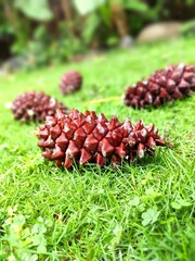 Pine cone with Green Carpet Grass background Seed-bearing organ of a pine tree.
Brown Pine trees cones seeds lies on carpet green forest moss.
Autumn forest outdoor season