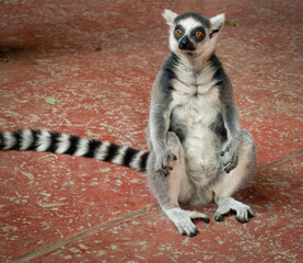 Striped ring-tailed lemur sitting on red floor