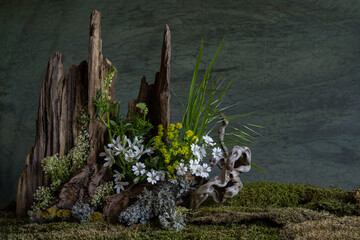 Fresh and delicate Ornithogalum blooms alongside other spring flowers in a mystical and enigmatic...