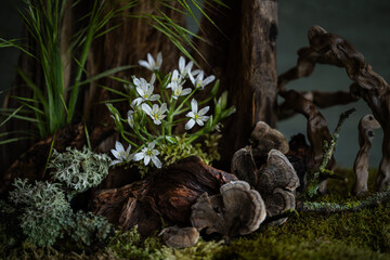 Fresh and delicate Ornithogalum blooms alongside other spring flowers in a mystical and enigmatic...