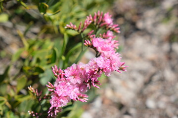 Pink Wildflowers in Bloom
