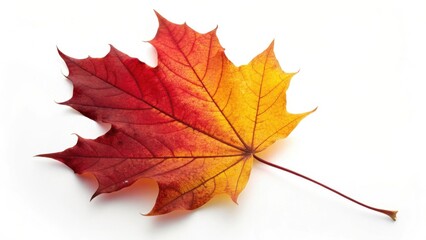 A single maple leaf displays a vibrant gradient of autumn colors against a clean white background
