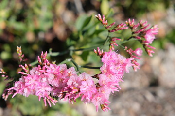 Fototapeta premium Pink Wildflowers in Bloom