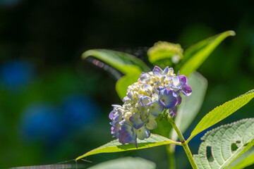 日差しを受けて輝く咲き始めの紫陽花の花