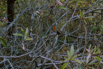Dense bush with tangled branches and green leaves