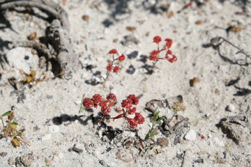 Red Wildflowers in Sandy Terrain