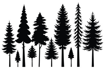 Fototapeta premium Silhouettes of various evergreen trees in a forest