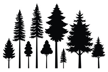 Fototapeta premium Silhouettes of various evergreen trees in a forest