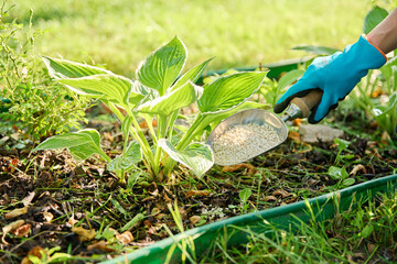 Close-up of hands with mineral fertilizers in garden on flower bed with green bushes