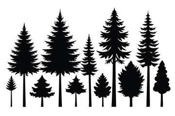 Fototapeta premium Silhouettes of various evergreen trees in a forest