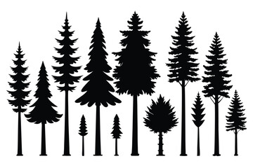 Fototapeta premium Silhouettes of various evergreen trees in a forest