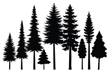 Fototapeta premium Silhouettes of evergreen trees in a forest scene