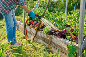 Gardener with hose watering plants of vegetables and herbs on raised garden bed