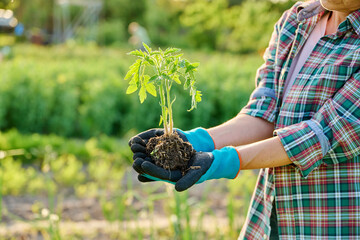 Tomato seedlings in hands of gardener, outdoor backyard vegetable garden farm