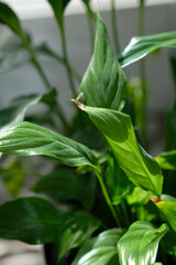green plant close up
