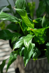 green plant close up in a pot