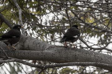 Two Black Birds Perched on a Tree Branch with Bare Twigs Background