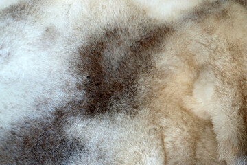 fur close up