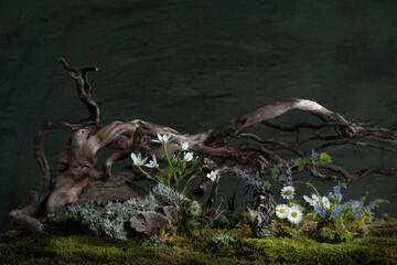 Fresh and delicate Ornithogalum blooms alongside other spring flowers in a mystical and enigmatic...