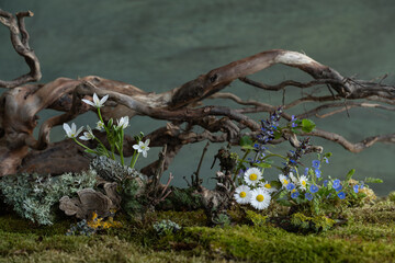 Fresh and delicate Ornithogalum blooms alongside other spring flowers in a mystical and enigmatic atmosphere. Soft petals and ethereal hues evoke purity and quiet wonder