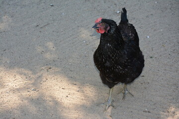 Black hen standing on sandy ground in daylight. Close-up view of domestic poultry bird outdoors in farmyard setting