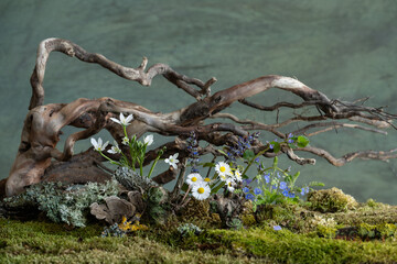 Fresh and delicate Ornithogalum blooms alongside other spring flowers in a mystical and enigmatic...