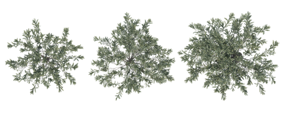 Aerial View of Three Olive Trees Showing Natural Foliage Spread for Landscape Renderings