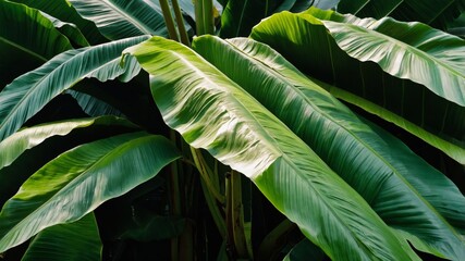 Lush Green Banana Leaves Swaying Gently in the Sunlight Amidst a Vibrant Tropical Setting