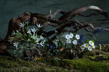 Fresh and delicate Ornithogalum blooms alongside other spring flowers in a mystical and enigmatic atmosphere. Soft petals and ethereal hues evoke purity and quiet wonder