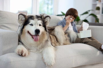 Boy suffering from allergy with her dog on sofa at home, selective focus