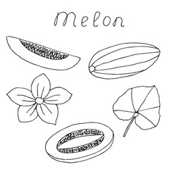 Melon doodle set, hand drawn, vector illustration