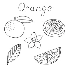 Orange doodle set, hand drawing, vector illustration