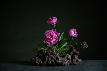 Graceful peonies, radiating elegance and tenderness, with branches and snags. A harmonious...