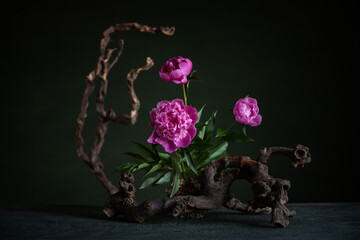 Graceful peonies, radiating elegance and tenderness, with branches and snags. A harmonious...