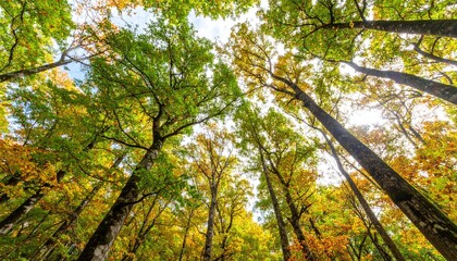 Fototapeta premium Autumn forest canopy viewed from below